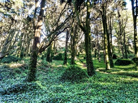 Beautiful leafy forest with colossal trees and soft sun rays in Sintra Mountains in Lisbon, Portugal