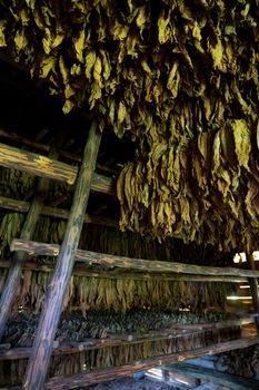 Tobacco drying, inside a shed or barn for drying tobacco leaves in Cuba Pinar del Rio province