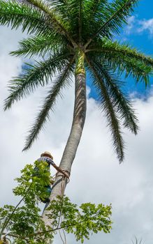 Adult male climbs tall coconut tree with rope to get coco nuts. Harvesting and farmer work in caribbean countries