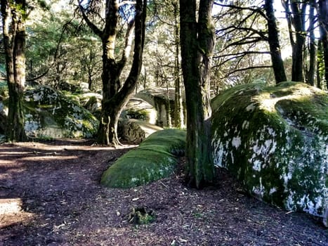 Beautiful leafy forest with colossal rock formations and majestic trees with soft sun rays in Sintra Mountains in Lisbon, Portugal