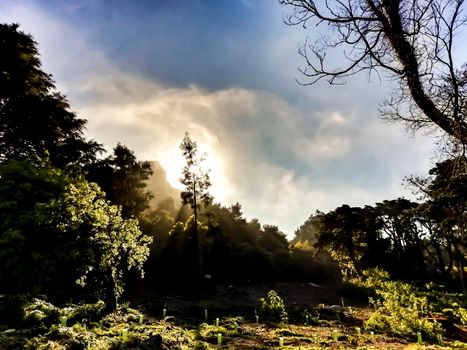 Beautiful leafy forest with colossal trees and soft sun rays in Sintra Mountains in Lisbon, Portugal