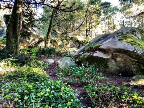 Beautiful leafy forest with colossal rock formations and majestic trees with soft sun rays in Sintra Mountains in Lisbon, Portugal