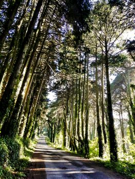 Road crossing leafy pine forest in Sintra Mountains in Lisbon, Portugal