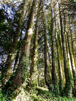 Beautiful leafy forest with colossal trees and soft sun rays in Sintra Mountains in Lisbon, Portugal