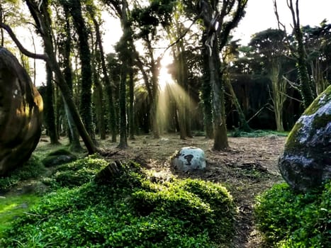 Beautiful leafy forest with colossal rock formations and majestic trees with soft sun rays in Sintra Mountains in Lisbon, Portugal
