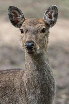 Dappled deer close-up portrait captured in the wild. Wildlife and animal photography