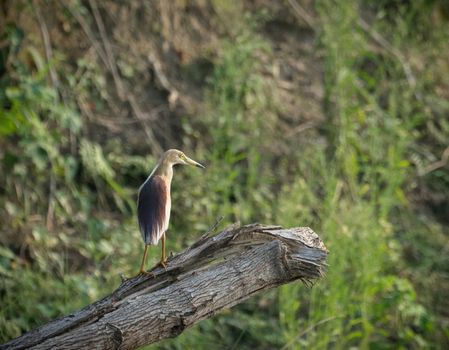 Indian pond heron or paddybird. Ardeola grayii captured in the wild. Birdwatching and wildlife photography