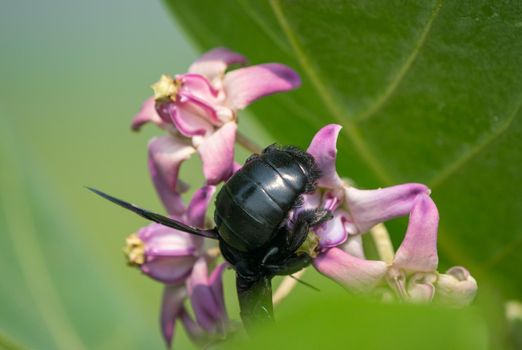 Xylocopa valga or carpenter bee on Calotropis procera or Apple of Sodom flowers. Macro with shallow DOF