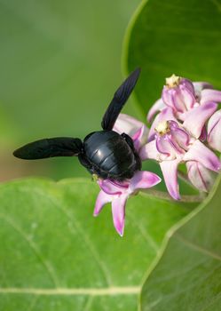 Xylocopa valga or carpenter bee on Calotropis procera or Apple of Sodom flowers. Macro with shallow DOF