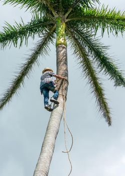 Adult male climbs tall coconut tree with rope to get coco nuts. Harvesting and farmer work in caribbean countries