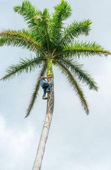 Adult male climbs tall coconut tree with rope to get coco nuts. Harvesting and farmer work in caribbean countries