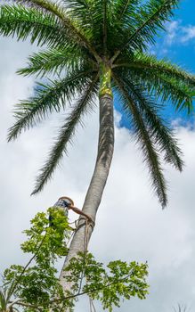 Adult male climbs tall coconut tree with rope to get coco nuts. Harvesting and farmer work in caribbean countries