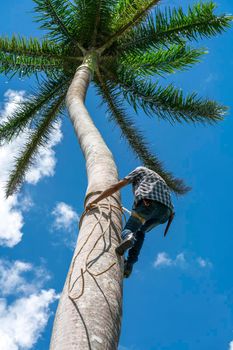 Adult male climbs tall coconut tree with rope to get coco nuts. Harvesting and farmer work in caribbean countries