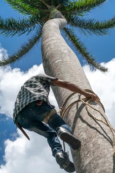 Adult male climbs tall coconut tree with rope to get coco nuts. Harvesting and farmer work in caribbean countries