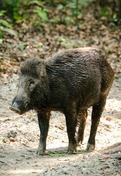 Wild boar male feeding in the jungle in Asia. Wildlife and animal photo