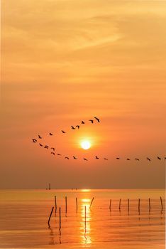 Flock of seagulls bird flying in a line through the bright yellow sun on orange light sky and sunlight reflect the water of the sea beautiful nature landscape at sunrise, sunset background, Thailand