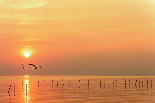 Pair of seagulls in yellow, orange sky and bright sun at sunrise, Happy animal in beautiful nature landscape for background, Two birds flying above the sea, water and horizon ocean at sunset, Thailand