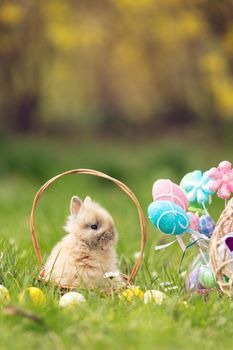 Cute little bunny sitting in the basket with Easter eggs around in the spring green grass in holidays. Copy space.