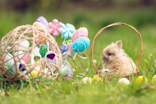 Cute little bunny sitting in the basket with Easter eggs an around in the spring green grass in holidays. 
