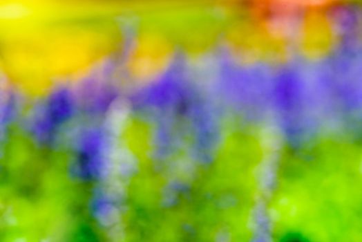 Abstract colors, purple, yellow, green, blue, red, orange, violet, blur flower colorful nature for background