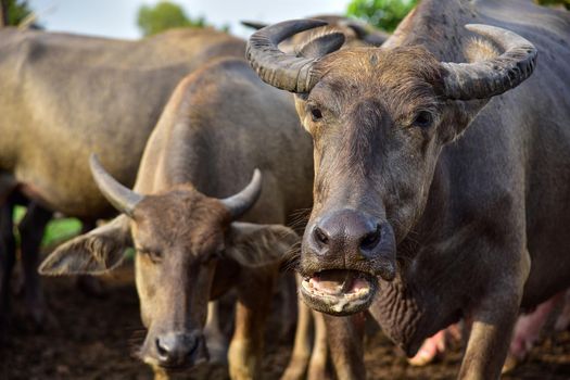 A close up image of Water Buffalo in Thailand