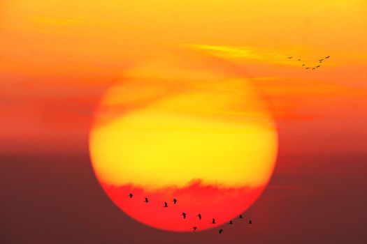 beautiful close up red yelllow sunset and silhouette of birds fly away home passing sun and cloud orange sky background