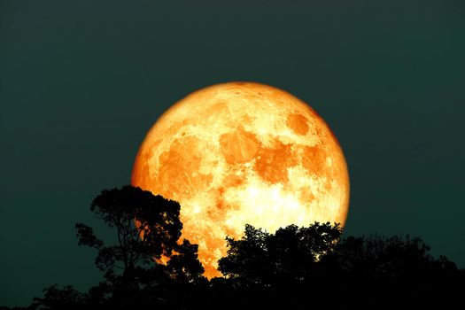 Full harvest blood moon and silhouette top tree on night sky, Elements of this image furnished by NASA