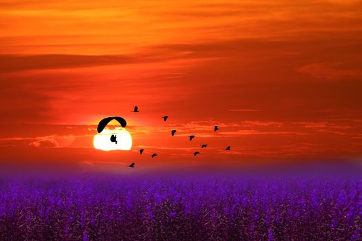 sunset flying bird and paramotor over purple violet flower of lavender field red orange sky