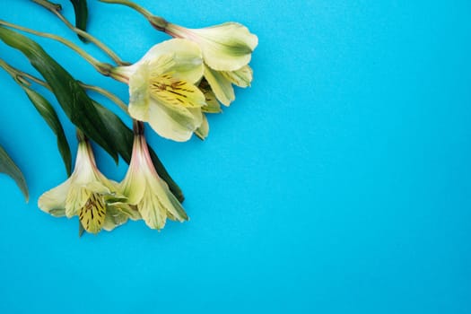 Spring flowers. Holiday card. White flowers of cherry on a blue and yellow background. Place for text, flat lay, top view, copy space