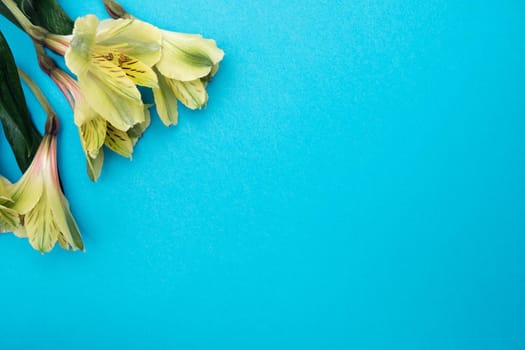 Spring flowers. Holiday card. White flowers of cherry on a blue and yellow background. Place for text, flat lay, top view, copy space