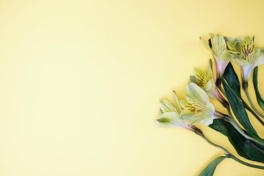 Spring flowers. Holiday card. White flowers of cherry on a blue and yellow background. Place for text, flat lay, top view, copy space