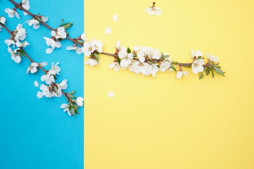 Spring flowers. Holiday card. White flowers of cherry on a blue and yellow background. Place for text, flat lay, top view, copy space