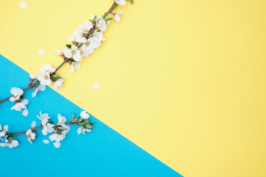 Spring flowers. Holiday card. White flowers of cherry on a blue and yellow background. Place for text, flat lay, top view, copy space