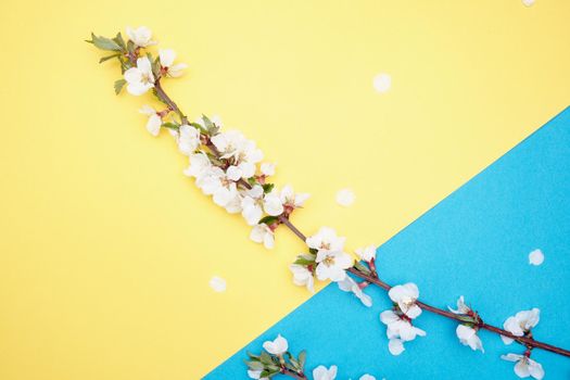 Spring flowers. Holiday card. White flowers of cherry on a blue and yellow background. Place for text, flat lay, top view, copy space