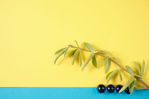 Spring flowers. Holiday card. White flowers of cherry on a blue and yellow background. Place for text, flat lay, top view, copy space