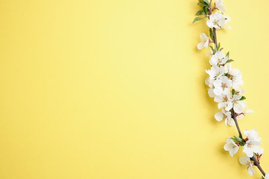 Spring flowers. Holiday card. White flowers of cherry on a blue and yellow background. Place for text, flat lay, top view, copy space