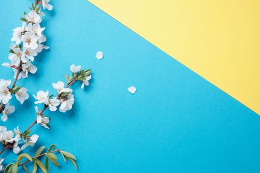 Spring flowers. Holiday card. White flowers of cherry on a blue and yellow background. Place for text, flat lay, top view, copy space