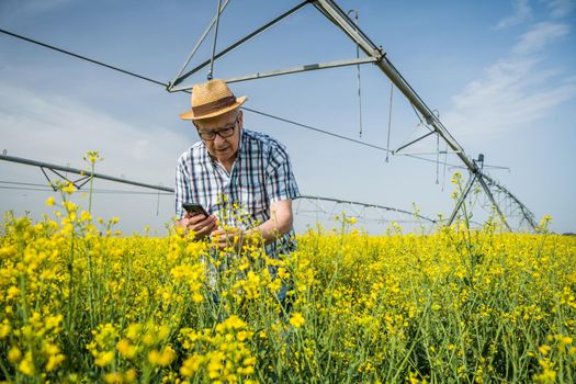 Senior farmer is standing in rapeseed field and examining plant crops.
