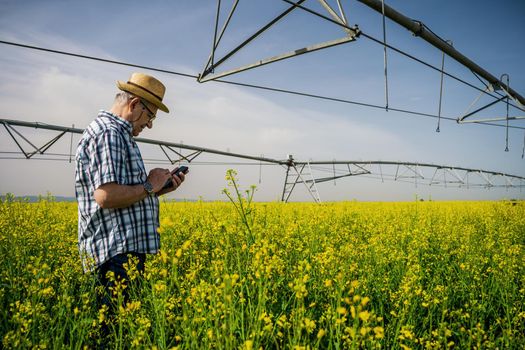 Senior farmer is standing in rapeseed field and examining plant crops.