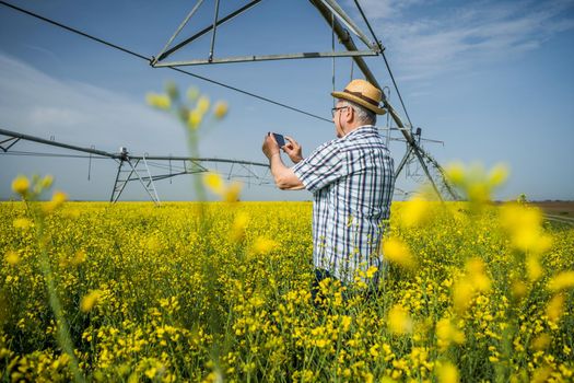 Senior farmer is standing in rapeseed field and examining plant crops.