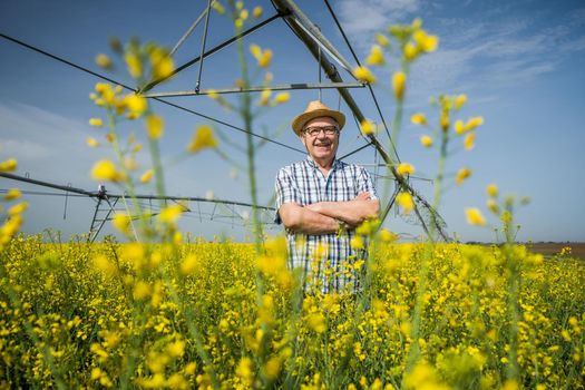 Proud senior farmer is standing in his rapeseed field.