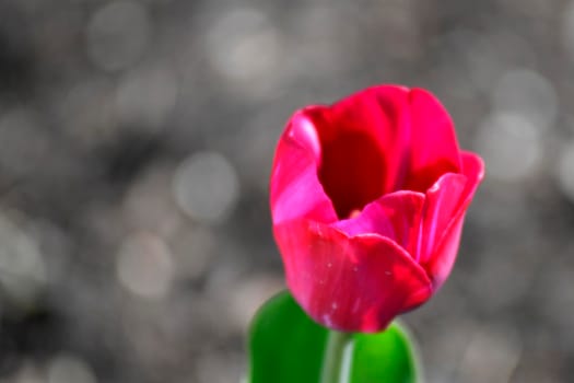 tulip flower with blurred background