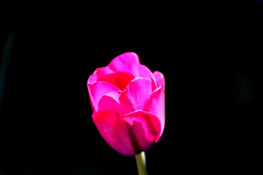 tulip flower with black background