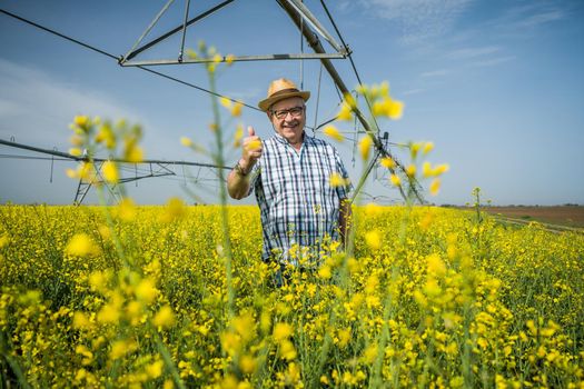 Proud senior farmer is standing in his rapeseed field.