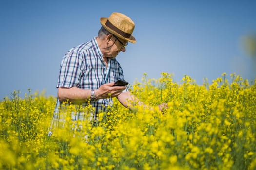 Senior farmer is standing in rapeseed field and examining plant crops.