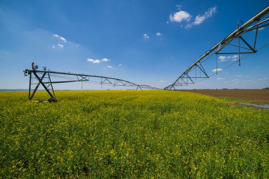 Rapeseed field and irrigation system equipment.