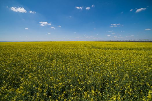 Oilseed rape field in blossom on sunny day.