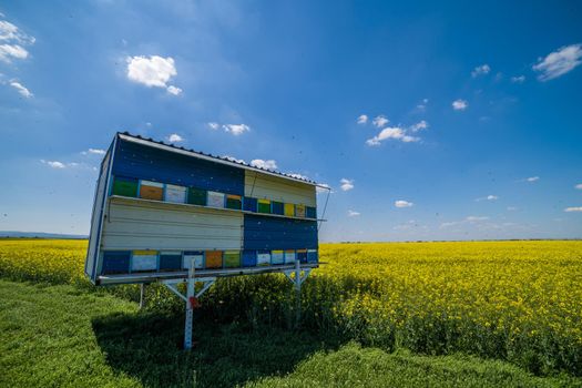 Rapeseed field and beehives on sunny day.