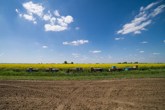 Rapeseed field and beehives on sunny day.