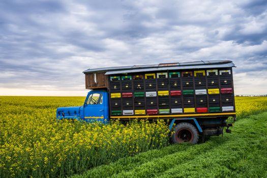 Rapeseed field and beehives on truck on cloudy day.